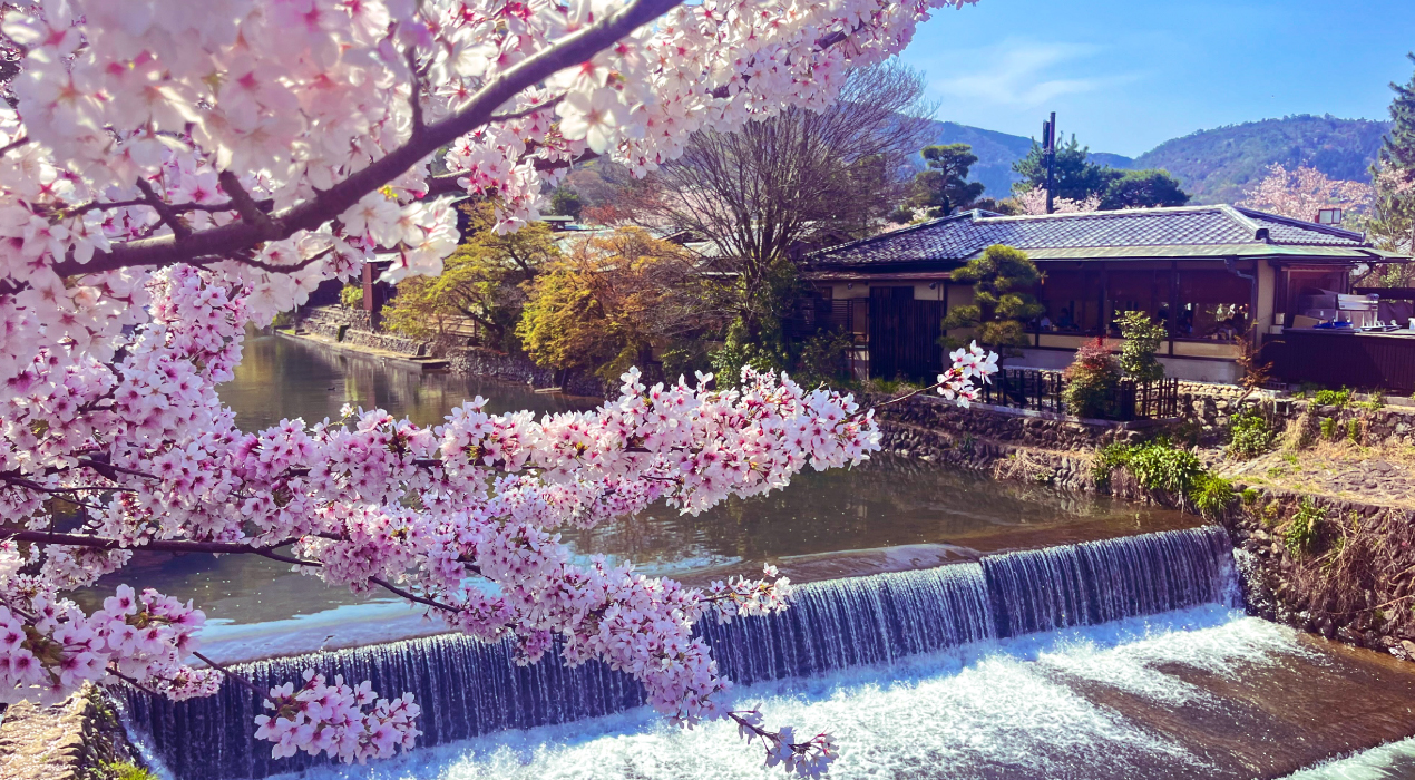 春の桂川